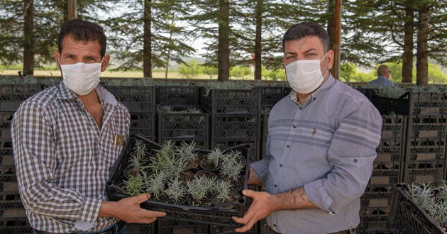 Dağıtımın ikinci etabında, gülnar’da 24 üreticiye 39 bin 400 lavanta fidesi ulaştırıldı