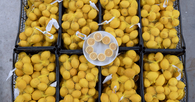 Mersin’in limonları bu kez de başkent için yola çıktı