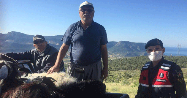 Silifke'de kaybolan hayvanları jandarma buldu