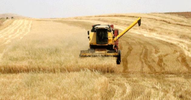 Buğdayda bu yıl 20,5 milyon ton rekolte bekleniyor
