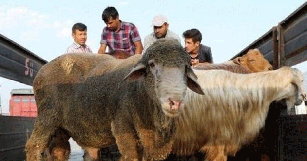 Kurban kesimine koronavirüs önlemi: Randevuyla yapılacak