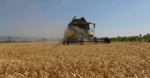 Silifke'de buğday hasadı başladı
