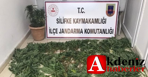 Mersin'de 438 kök kenevir bitkisi ele geçirildi