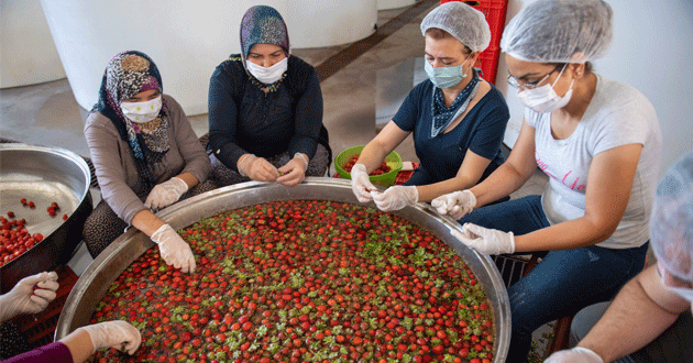 Silifke’nin kokulu çileği kadınların elinde değerleniyor