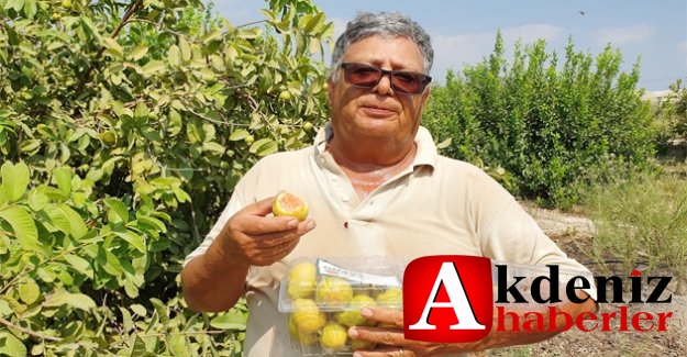 Hediye Fidanla Başladığı Guava Üretimini 1500 Ağaçla Sürdürüyor
