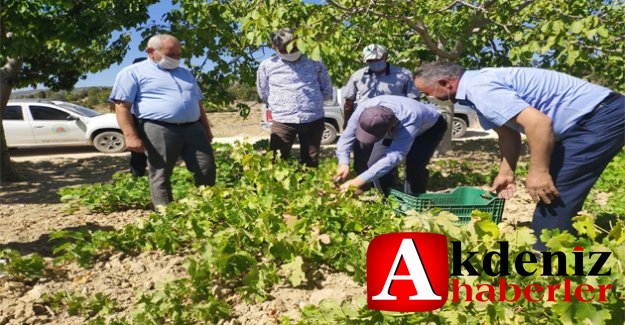 Kaymakam Nazlı Üzüm Hasadına Katıldı.