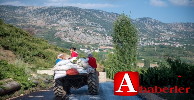 Mersinli Üreticinin Şeftalisi İç Anadolu’ya Artık Daha Hızlı Ulaşacak