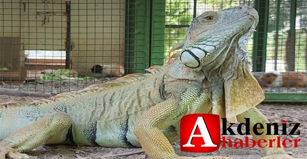 Tarsus Doğa Parkı, İzmir’den Gelen 57 Yaban Hayvanının Yeni Yuvası Oldu