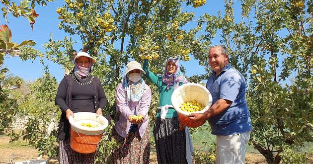 Şifa deposu alıç üreticisinin yüzünü güldürüyor