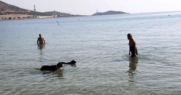 Tatilciler deniz keyfi yaptı, köpekler de suya girdi