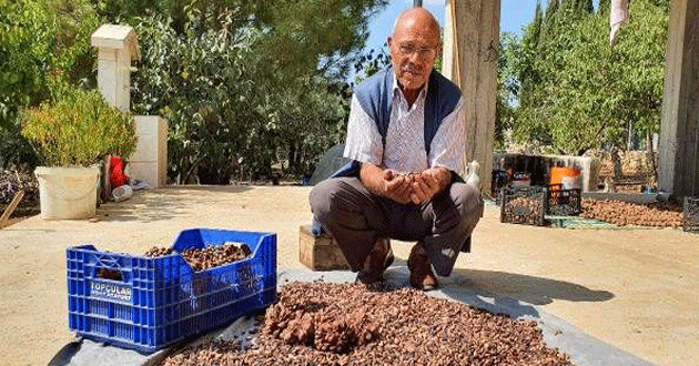 Gölgelik olsun diye diktiği ağaçtan ilk hasatta 40 bin TL kazandı