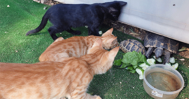 Kedi ve kaplumbağaların dostluğu içleri ısıtıyor