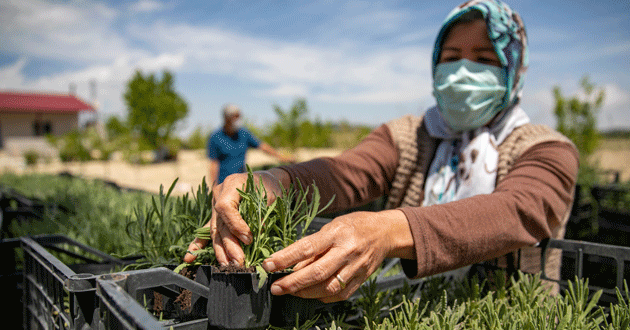 BÜYÜKŞEHİR, 250 BİN LAVANTA FİDESİNİ 120 ÜRETİCİ İLE BULUŞTURDU