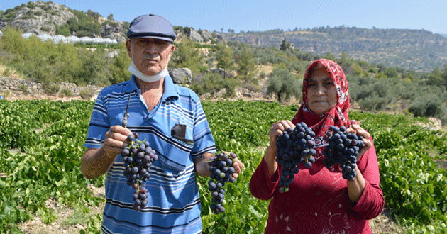 Silifke’de açıkta erkenci üzüm hasadı başladı