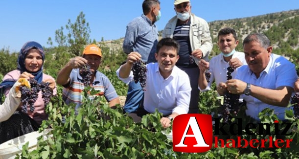 Gülnar’da Kişniş (Kuş Üzümü) Hasadı Başladı