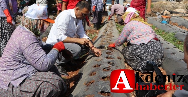 Altunok, işçilerle çilek fidesi dikti