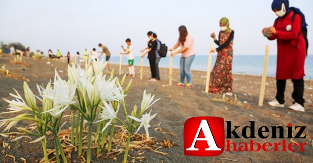 Kum Zambakları Koruma Altında