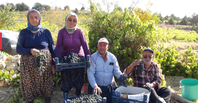 Silifke’de bin 400 rakımda sofralık üzüm hasadı başladı