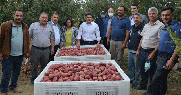 GÜLNAR’DA ELMA HASADI BAŞLADI