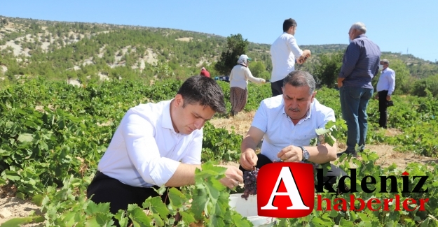 Gülnar’dan Kuş üzümü ihracatı başladı