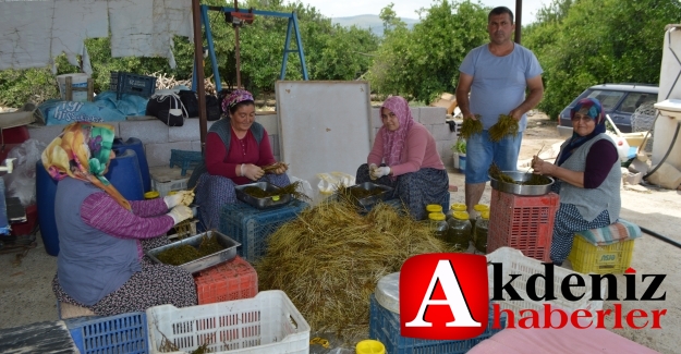 TUZLU KUMLARDA YETİŞEN 'BÖRÜLCE' GEÇİM KAYNAĞI OLDU