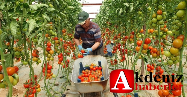 Domates tarlada 16.50 TL'den alıcı buluyor, üretici mutlu tüketici endişeli