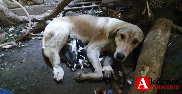 11 yavrulu sokak köpeğine hayvansever sahip çıktı