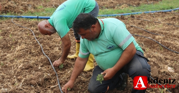  “ATA TOHUMLARI” TOROSLAR’DA HAYAT BULUYOR