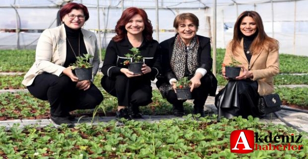 Saksıda üretilen çilek fideleri zincir marketlerde satılacak