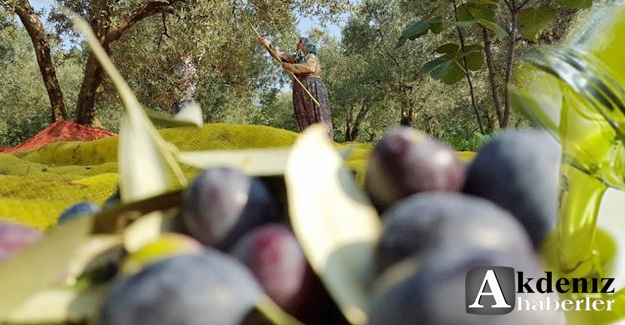 28 bin ton zeytinyağı üretimi hedefleniyor
