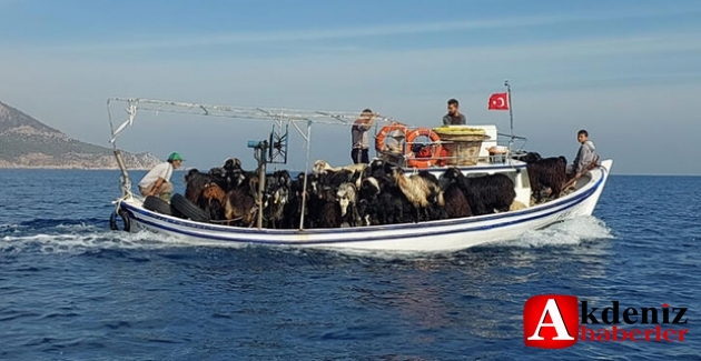 Mersin'de keçiler tekne ile taşındı