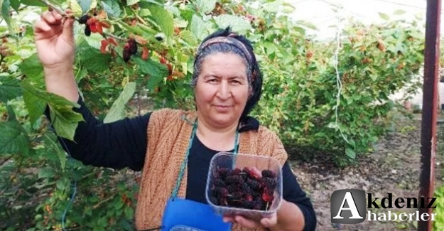 Erkenci karadut Katar’a gidiyor