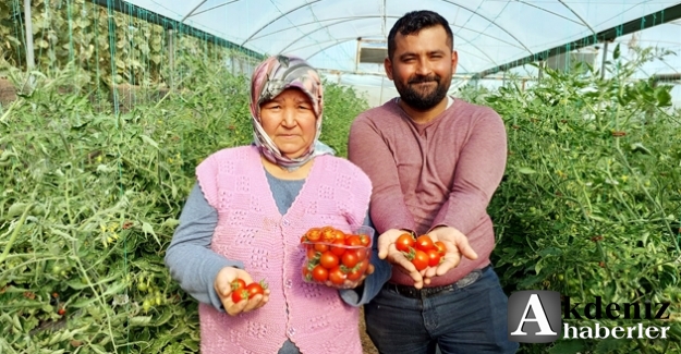 Silifke'de çeri domates, dalında 17 lira