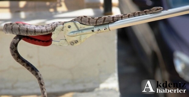 Mersin'de yılanlar evlere girdi