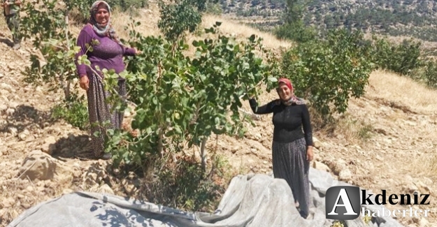 Mersin'de Antep fıstığı hasadı başladı