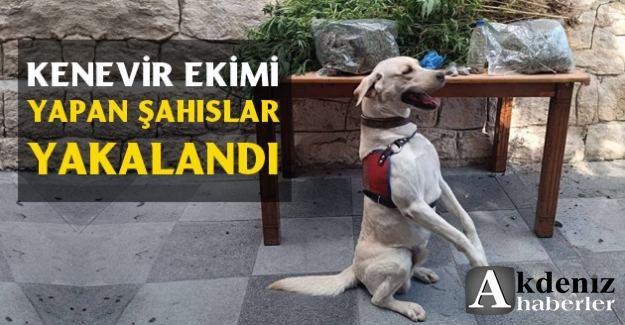 358 kök kenevir bitkisi ele geçirdi