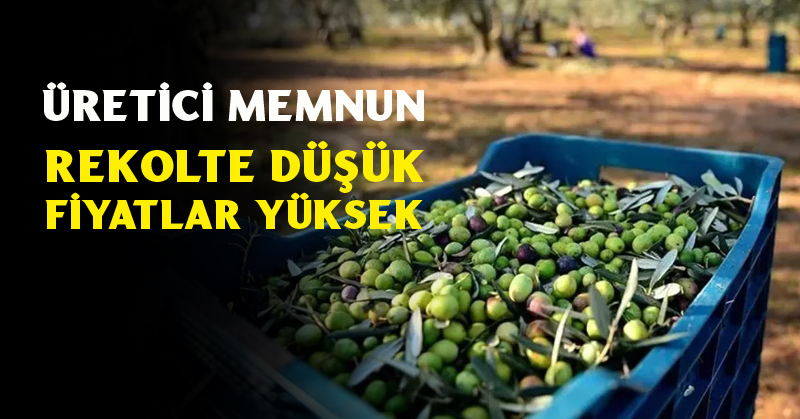 Zeytin üreticisi memnun