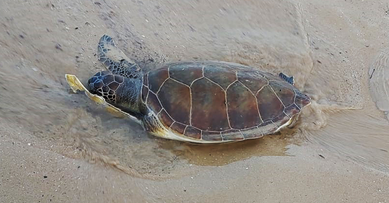 Ölü Caretta Caretta, sahile vurdu