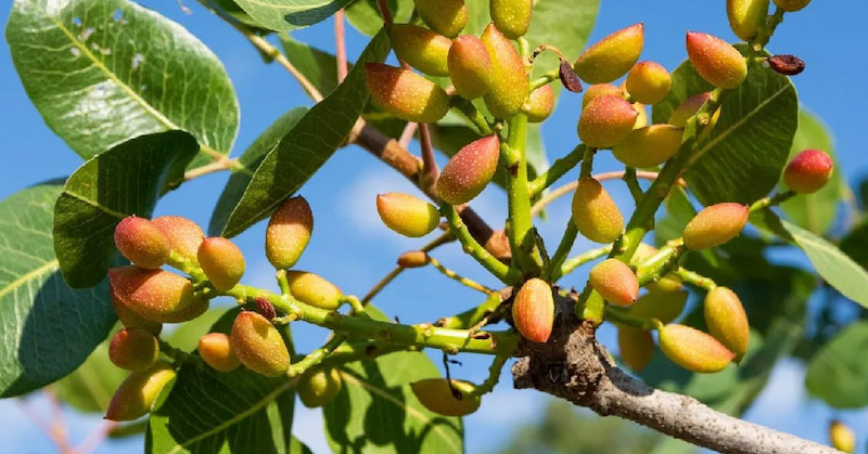 Mersin'de Antep fıstığı hasadı