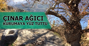 Ulu Çınar ağacı ilgi bekliyor