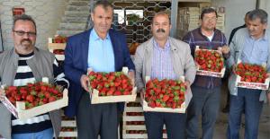 ÇİLEKTE REKOLTE 20 BİN TON DÜŞTÜ