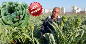 ENGİNAR  ÜRETİCİSİ VERİMİNDEN DE FİYATINDAN DA MEMNUN