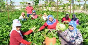 Yayla sebze ve meyveleri rağbet görüyor