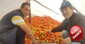 PARA ETMEYEN YAYLA DOMATESİ YATAĞA ALINDI