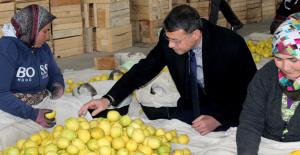 Başkan Turgut, Narenciye İşçileriyle Birlikte Limon Seçti Ve Sandık Yaptı