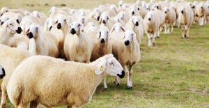 300 koyun desteği başvuruları başladı