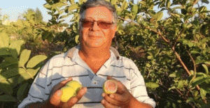 Türkiye'nin İlk Guava Üreticisi Silifke'den