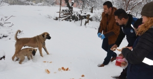 Gülnar Belediyesi Sokak hayvanlarını unutmadı