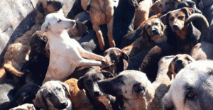 Kamyonla Mersin’e getirilen köpekler, Alanya'ya geri gönderildi