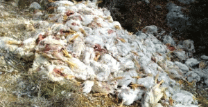 Binlerce tavuk ölüsü araziye bırakıldı! Vatandaşlar şaşkına döndü